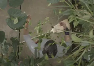 Poster du court-métrage "Daphné ou la chute"